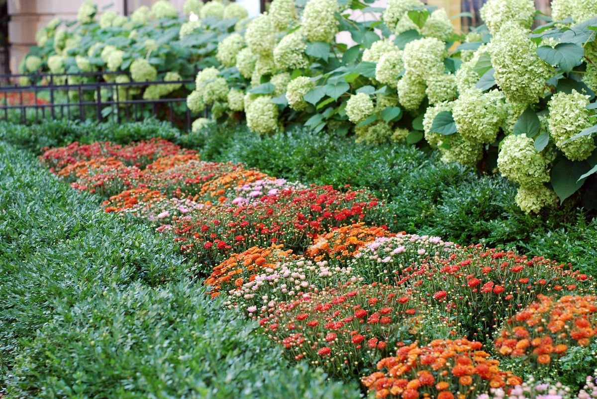 Вечнозелени храсти