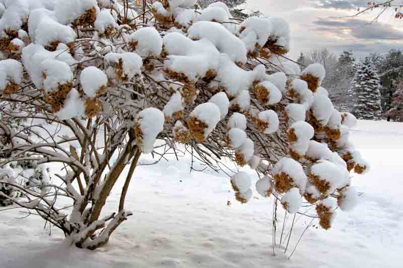 Как да подготвим хортензия за зимата?